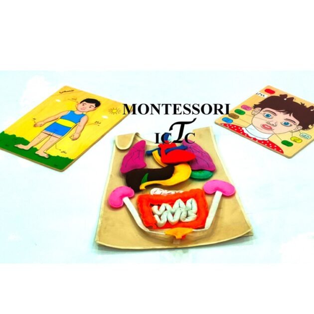 🧠🧒 مجموعة جسم الإنسان للمنتيسوري التعلميمي